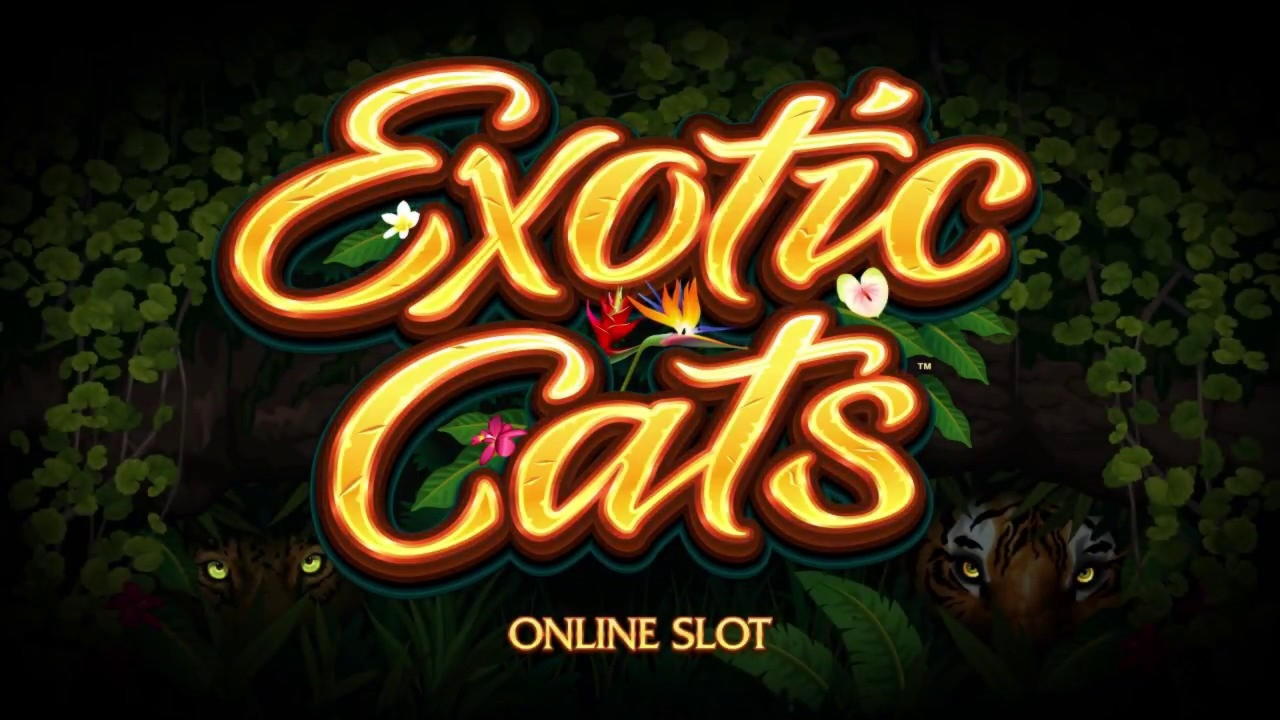 Eur 365 Daily freeroll slot tournament at Guts Casino