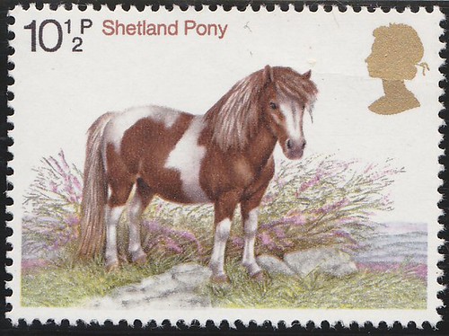 Shetland Pony
